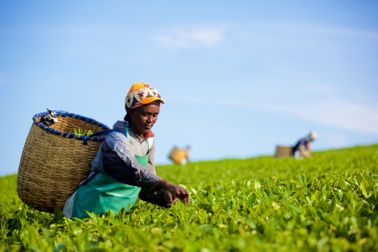 Fairtrade Fortnight Tea Product Farmer