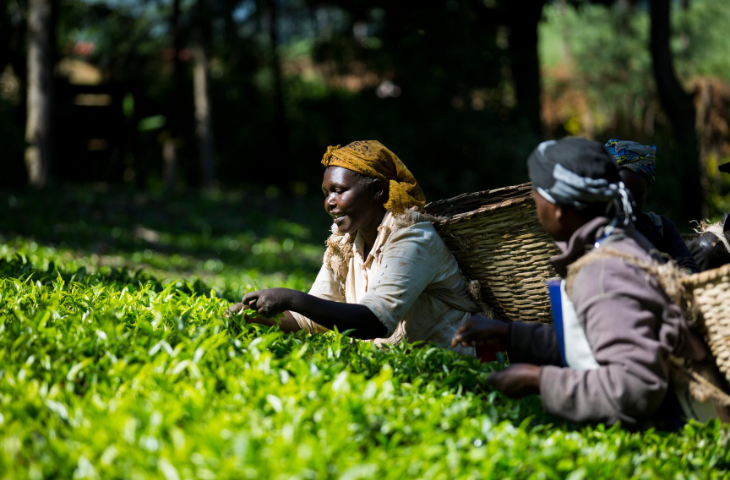 Fairtrade Tea Farmers