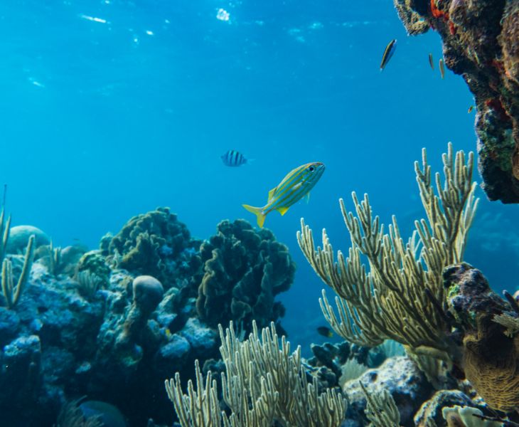 12 Incredible Facts you should know about our Oceans