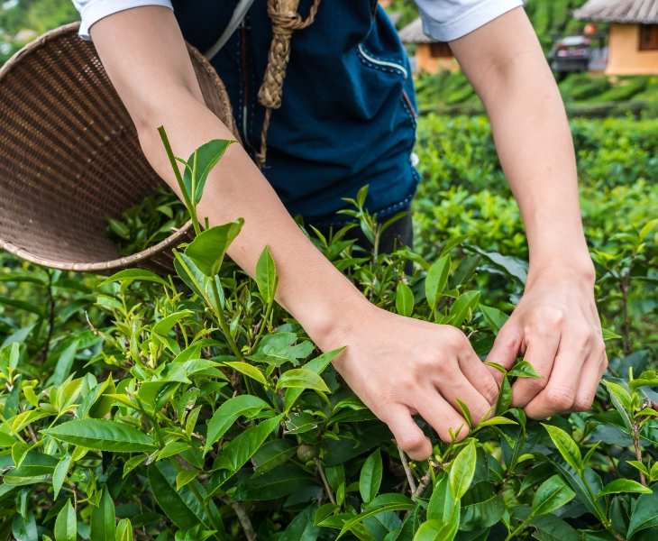 Tea farmer plucking leaves