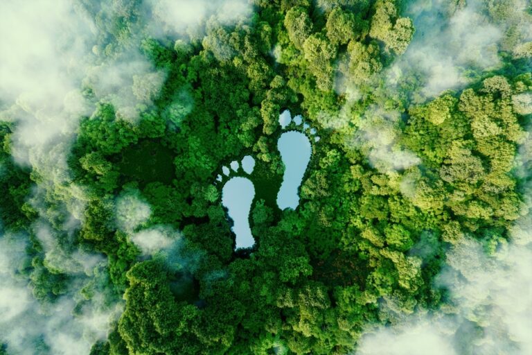 Carbon Foot Print in Forest