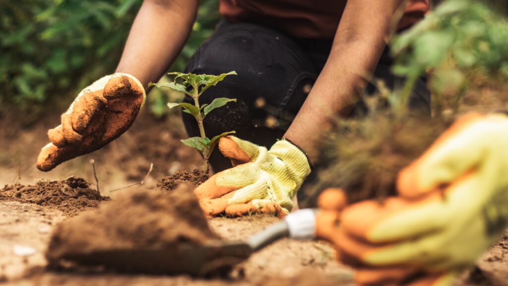 sustainable classroom planting outdoors